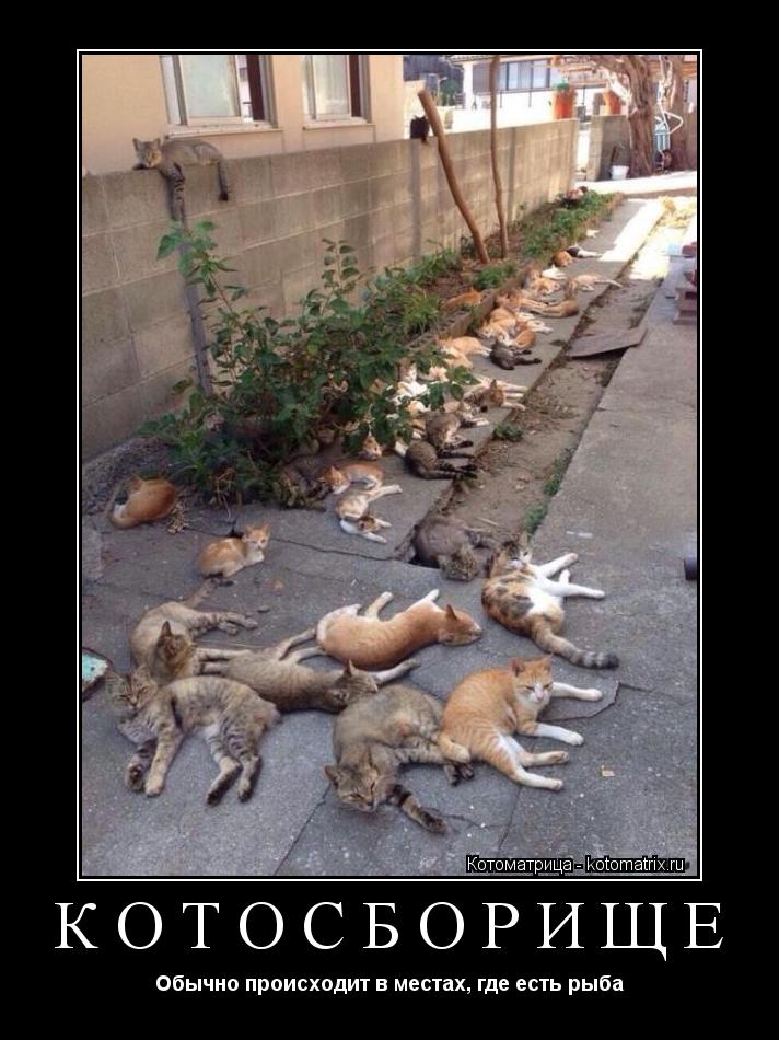 КОТОСБОРИЩЕ Обычно происходит в местах, где есть рыба... Котоматрица: КОТОСБОРИЩЕ Обычно происходит в местах, где есть рыба