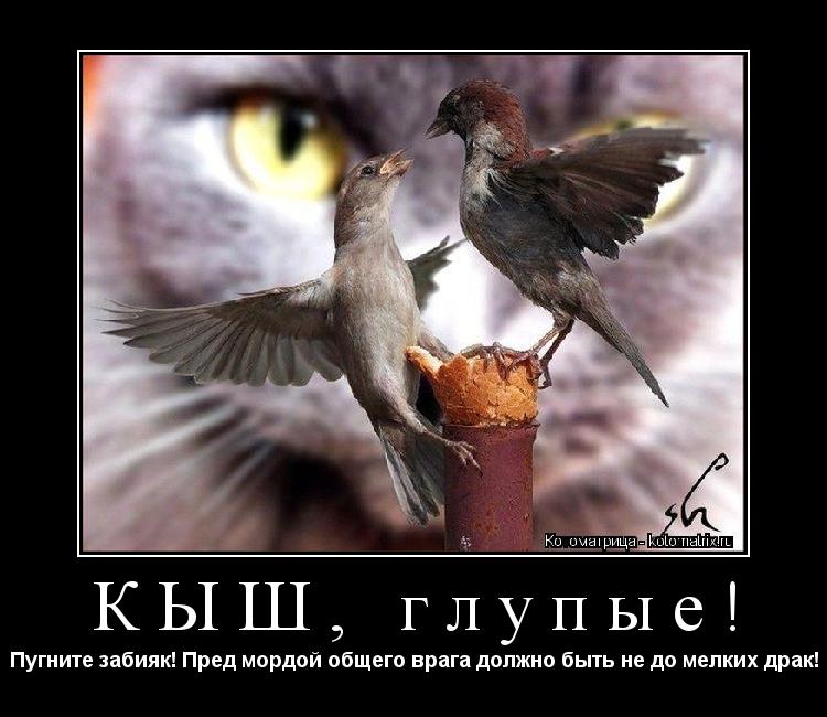 КЫШ, глупые! Пугните забияк! Пред мордой общего врага должно быть не до мелких драк!... Котоматрица: КЫШ, глупые! Пугните забияк! Пред мордой общего врага должно быть не до мелких драк!