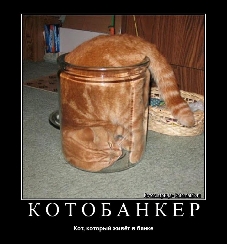 КОТОБАНКЕР Кот, который живёт в банке... Котоматрица: КОТОБАНКЕР Кот, который живёт в банке