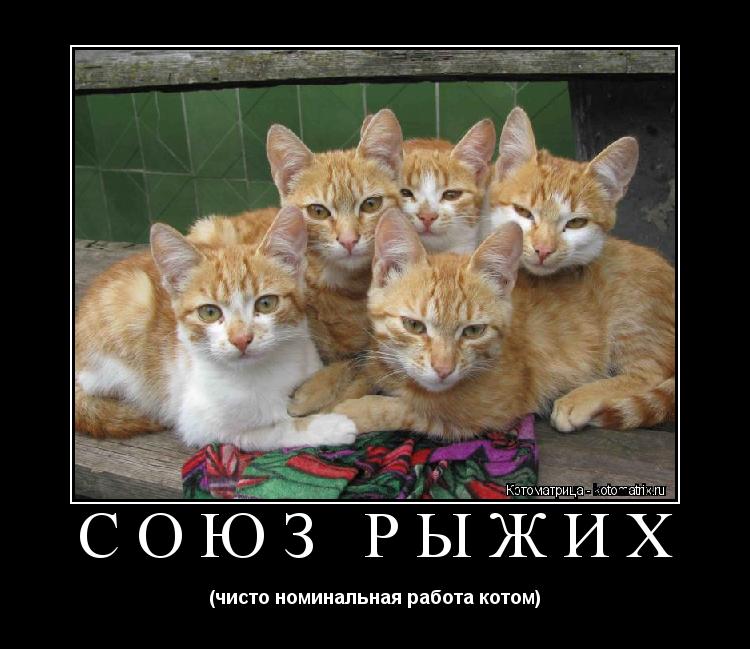 СОЮЗ РЫЖИХ (чисто номинальная работа котом)... Котоматрица: СОЮЗ РЫЖИХ (чисто номинальная работа котом)
