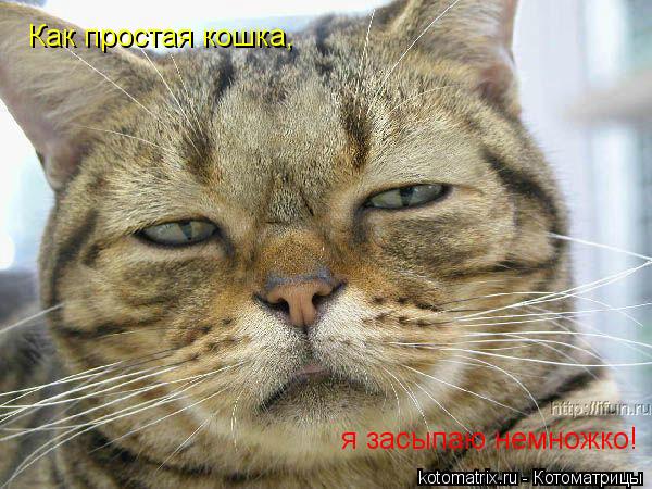 Как простая кошка, я засыпаю немножко!... Котоматрица: Как простая кошка, я засыпаю немножко!
