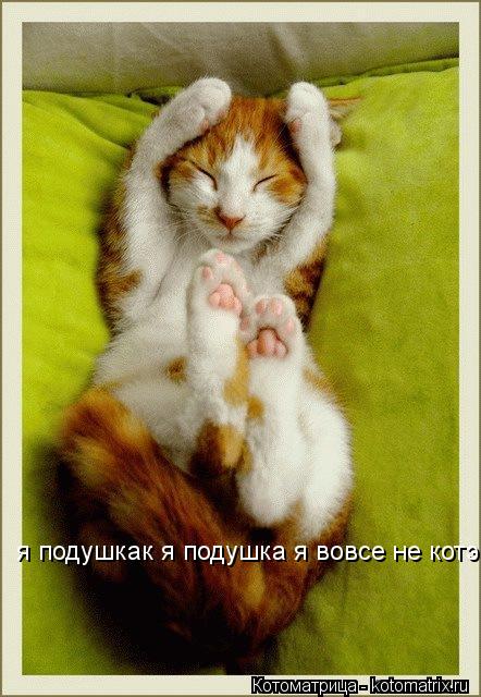 я подушкак я подушка я вовсе не котэ... Котоматрица: я подушкак я подушка я вовсе не котэ