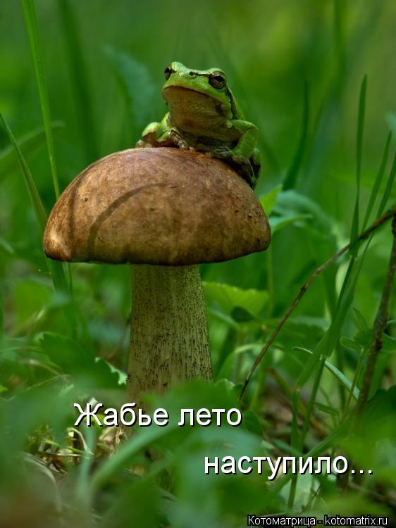Жабье лето наступило...... Котоматрица: Жабье лето наступило...