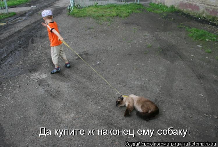 Да купите ж наконец ему собаку!... Котоматрица: Да купите ж наконец ему собаку!
