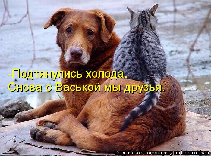 Снова с Васькой мы друзья. -Подтянулись холода.... Котоматрица: Снова с Васькой мы друзья. -Подтянулись холода.