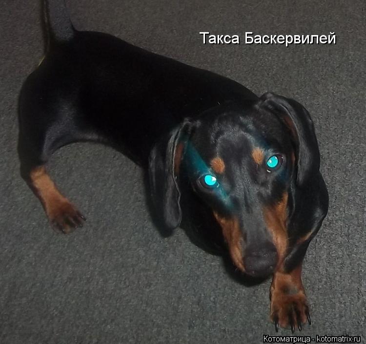 Такса Баскервилей... Котоматрица: Такса Баскервилей