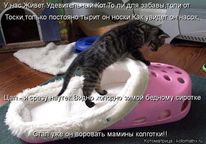 У нас Живет Удевительный Кот.То ли для забавы,толи от Тоски,только постояно тырит он носки.Как увиде... Котоматрица: У нас Живет Удевительный Кот.То ли для забавы,толи от Тоски,только постояно тырит он носки.Как увидет он насок, Цап - и сразу наутек.Видно хо