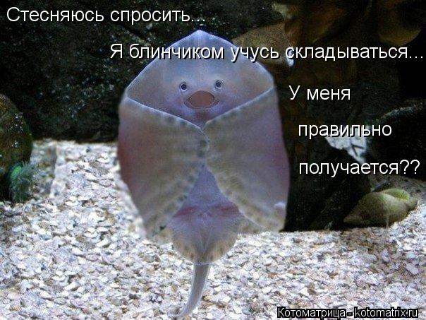 Стесняюсь спросить... Я блинчиком учусь складываться... У меня правильно получается??... Котоматрица: Стесняюсь спросить... Я блинчиком учусь складываться... У меня правильно получается??