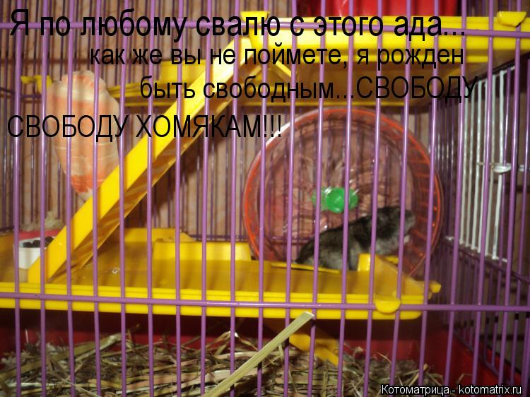 Я по любому свалю с этого ада... как же вы не поймете, я рожден быть свободным...СВОБОДУ СВОБОДУ ХОМЯ... Котоматрица: Я по любому свалю с этого ада... как же вы не поймете, я рожден быть свободным...СВОБОДУ СВОБОДУ ХОМЯКАМ!!!