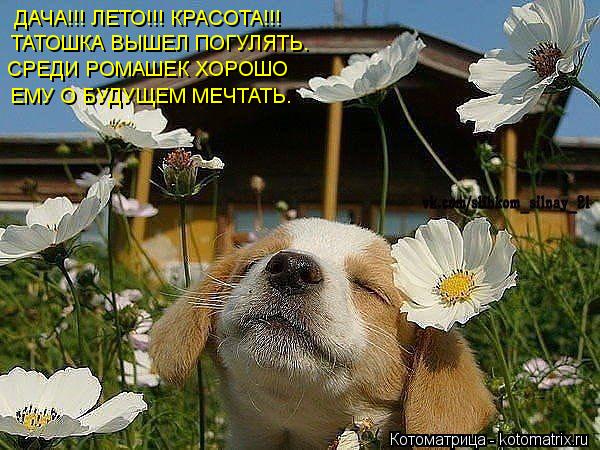 ДАЧА!!! ЛЕТО!!! КРАСОТА!!! ТАТОШКА ВЫШЕЛ ПОГУЛЯТЬ. СРЕДИ РОМАШЕК ХОРОШО ЕМУ О БУДУЩЕМ МЕЧТАТЬ.... Котоматрица: ДАЧА!!! ЛЕТО!!! КРАСОТА!!! ТАТОШКА ВЫШЕЛ ПОГУЛЯТЬ. СРЕДИ РОМАШЕК ХОРОШО ЕМУ О БУДУЩЕМ МЕЧТАТЬ.