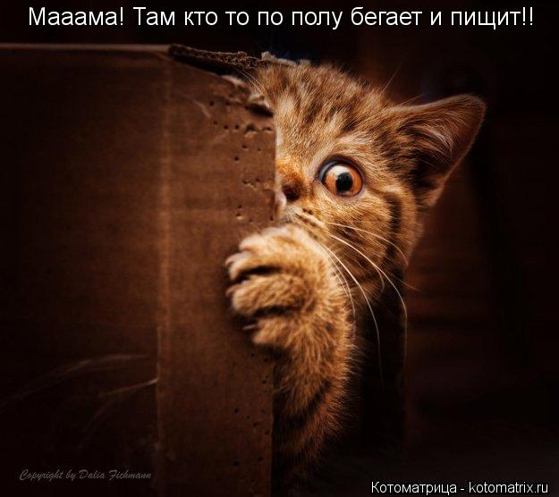 Мааама! Там кто то по полу бегает и пищит!!... Котоматрица: Мааама! Там кто то по полу бегает и пищит!!