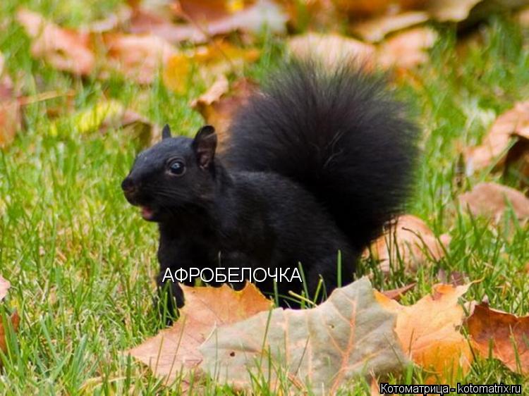 АФРОБЕЛОЧКА... Котоматрица: АФРОБЕЛОЧКА