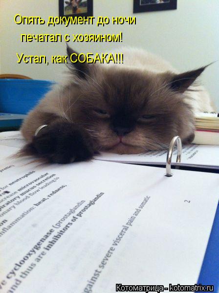 Опять документ до ночи печатал с хозяином! Устал, как СОБАКА!!!... Котоматрица: Опять документ до ночи печатал с хозяином! Устал, как СОБАКА!!!