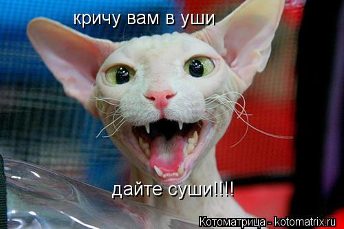 кричу вам в уши дайте суши!!!!... Котоматрица: кричу вам в уши дайте суши!!!!