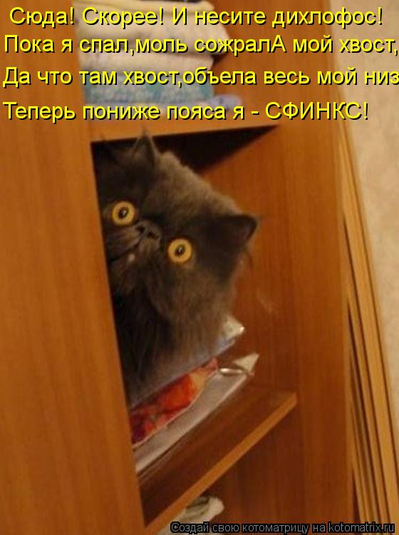 Сюда! Скорее! И несите дихлофос! Пока я спал,моль сожралА мой хвост, Да что там хвост,объела весь мой... Котоматрица: Сюда! Скорее! И несите дихлофос! Пока я спал,моль сожралА мой хвост, Да что там хвост,объела весь мой низ Теперь пониже пояса я - СФИНКС!