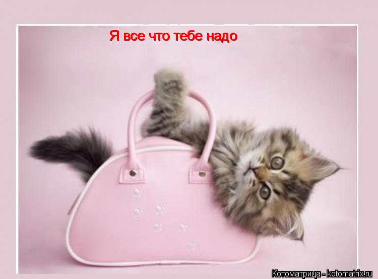 Я все что тебе надо Я все что тебе надо Я все что тебе надо... Котоматрица: Я все что тебе надо Я все что тебе надо Я все что тебе надо