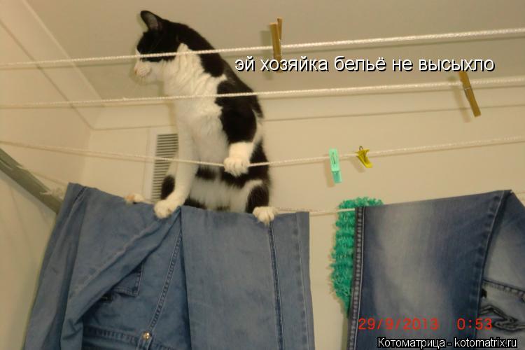 эй хозяйка бельё не высыхло... Котоматрица: эй хозяйка бельё не высыхло