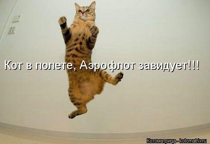 Кот в полете, Аэрофлот завидует!!!... Котоматрица: Кот в полете, Аэрофлот завидует!!!