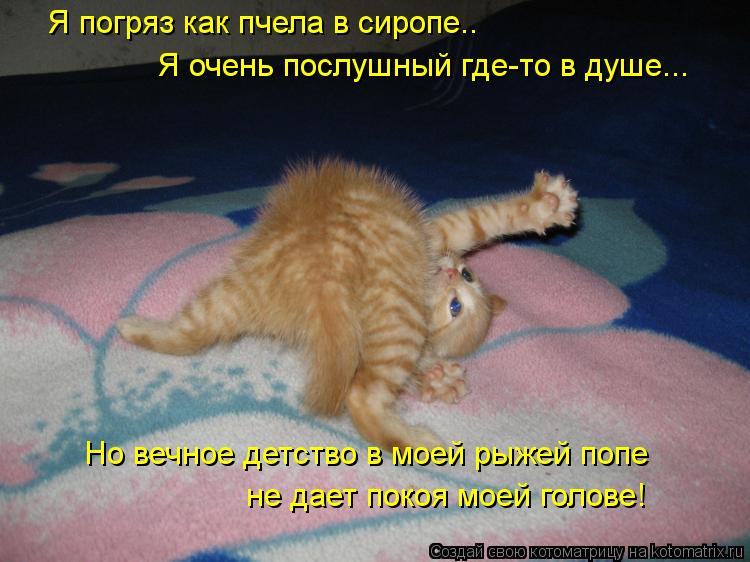 Я погряз как пчела в сиропе.. не дает покоя моей голове! Я очень послушный где-то в душе... Но вечное... Котоматрица: Я погряз как пчела в сиропе.. не дает покоя моей голове! Я очень послушный где-то в душе... Но вечное детство в моей рыжей попе