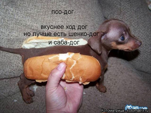 псо-дог псо-дог вкуснее ход дог но лучше есть шенко-дог и саба-дог... Котоматрица: псо-дог псо-дог вкуснее ход дог но лучше есть шенко-дог и саба-дог