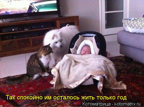 Так спокойно им осталось жить только год... Котоматрица: Так спокойно им осталось жить только год