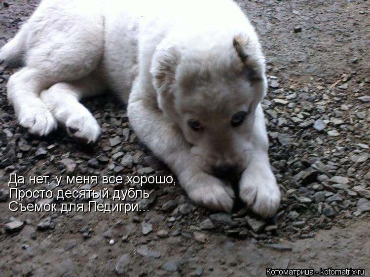 Да нет, у меня все хорошо, Просто десятый дубль Съемок для Педигри...... Котоматрица: Да нет, у меня все хорошо, Просто десятый дубль Съемок для Педигри...