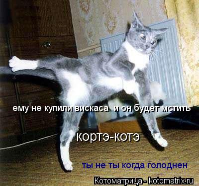 кортэ-котэ ему не купили вискаса и он будет мстить ты не ты когда голоднен... Котоматрица: кортэ-котэ ему не купили вискаса и он будет мстить ты не ты когда голоднен