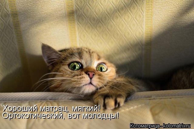 Хороший матрац, мягкий! Ортокотический, вот молодцы!... Котоматрица: Хороший матрац, мягкий! Ортокотический, вот молодцы!