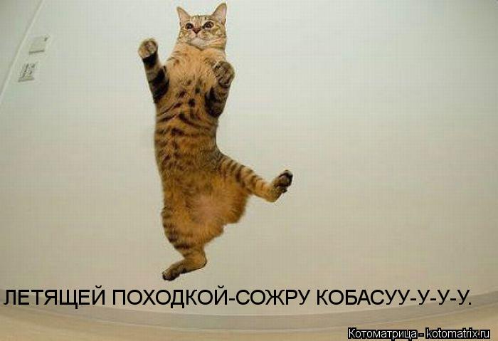 ЛЕТЯЩЕЙ ПОХОДКОЙ-СОЖРУ КОБАСУУ-У-У-У.... Котоматрица: ЛЕТЯЩЕЙ ПОХОДКОЙ-СОЖРУ КОБАСУУ-У-У-У.