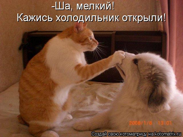 -Ша, мелкий! Кажись холодильник открыли!... Котоматрица: -Ша, мелкий! Кажись холодильник открыли!