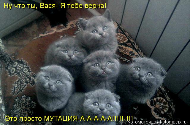 Ну что ты, Вася! Я тебе верна! Это просто МУТАЦИЯ-А-А-А-А-А!!!!!!!!!... Котоматрица: Ну что ты, Вася! Я тебе верна! Это просто МУТАЦИЯ-А-А-А-А-А!!!!!!!!!