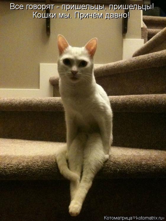 Все говорят - пришельцы, пришельцы! Кошки мы. Причём давно!... Котоматрица: Все говорят - пришельцы, пришельцы! Кошки мы. Причём давно!