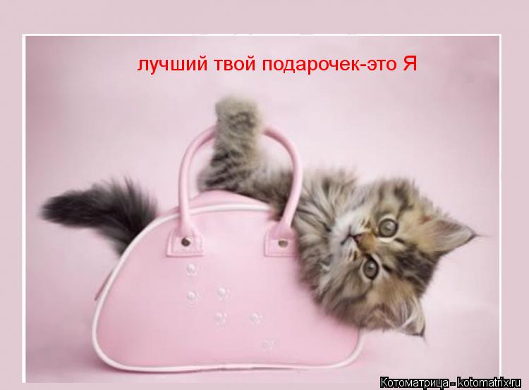 лучший твой подарочек-это Я... Котоматрица: лучший твой подарочек-это Я