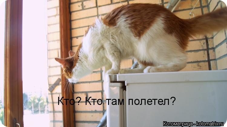 Кто? Кто там полетел?... Котоматрица: Кто? Кто там полетел?