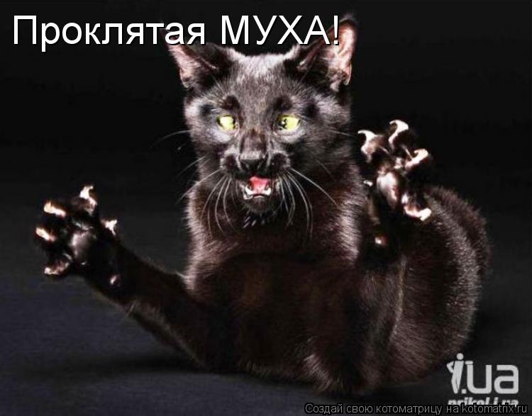 Проклятая МУХА!... Котоматрица: Проклятая МУХА!