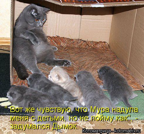 " Вот же чувствую, что Мура надула меня с детьми, но не пойму как", - задумался Дымок.... Котоматрица: " Вот же чувствую, что Мура надула меня с детьми, но не пойму как", - задумался Дымок.