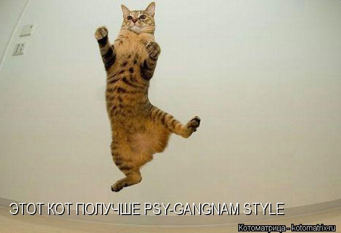 ЭТОТ КОТ ПОЛУЧШЕ PSY-GANGNAM STYLE... Котоматрица: ЭТОТ КОТ ПОЛУЧШЕ PSY-GANGNAM STYLE