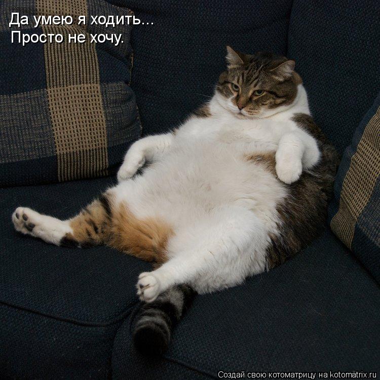 Просто не хочу. Да умею я ходить...... Котоматрица: Просто не хочу. Да умею я ходить...