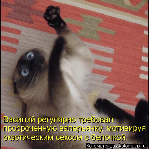 Василий регулярно требовал просроченную валерьянку, мотивируя экзотическим сексом с белочкой.... Котоматрица: Василий регулярно требовал просроченную валерьянку, мотивируя экзотическим сексом с белочкой.