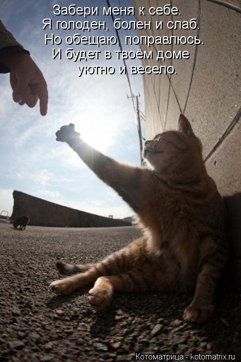 Забери меня к себе. Я голоден, болен и слаб. Но обещаю, поправлюсь. И будет в твоём доме уютно и вес... Котоматрица: Забери меня к себе. Я голоден, болен и слаб. Но обещаю, поправлюсь. И будет в твоём доме уютно и весело.