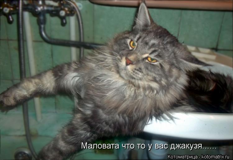 Маловата что то у вас джакузя......... Котоматрица: Маловата что то у вас джакузя......