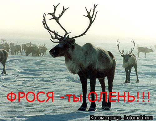 ФРОСЯ -ты ОЛЕНЬ!!!... Котоматрица: ФРОСЯ -ты ОЛЕНЬ!!!