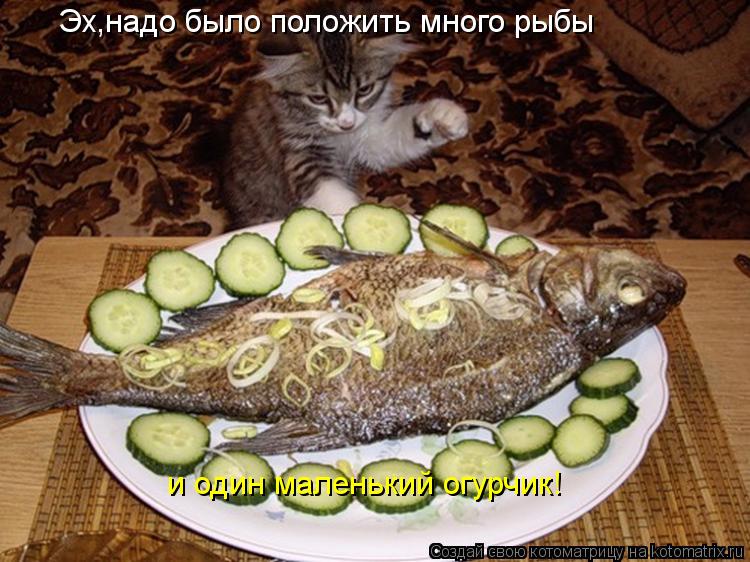 Эх,надо было положить много рыбы и один маленький огурчик!... Котоматрица: Эх,надо было положить много рыбы и один маленький огурчик!