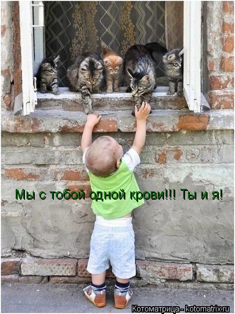 Мы с тобой одной крови!!! Ты и я!... Котоматрица: Мы с тобой одной крови!!! Ты и я!