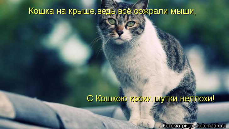 Кошка на крыше,ведь всё сожрали мыши, С Кошкою крохи,шутки неплохи!... Котоматрица: Кошка на крыше,ведь всё сожрали мыши, С Кошкою крохи,шутки неплохи!