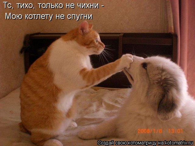 Тс, тихо, только не чихни - Мою котлету не спугни... Котоматрица: Тс, тихо, только не чихни - Мою котлету не спугни