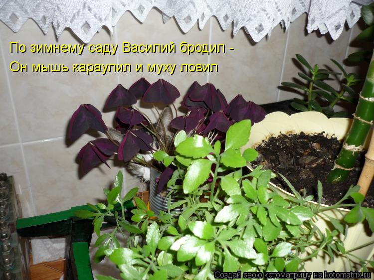 По зимнему саду Василий бродил - Он мышь караулил и муху ловил... Котоматрица: По зимнему саду Василий бродил - Он мышь караулил и муху ловил