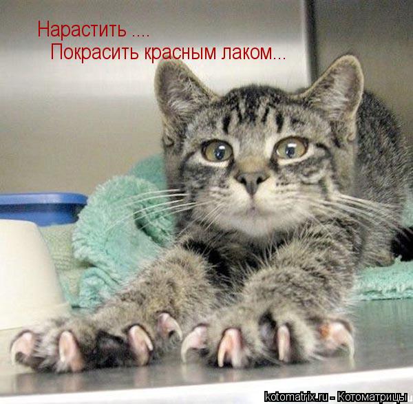 Нарастить .... Покрасить красным лаком... Покрасить красным лаком...... Котоматрица: Нарастить .... Покрасить красным лаком... Покрасить красным лаком...