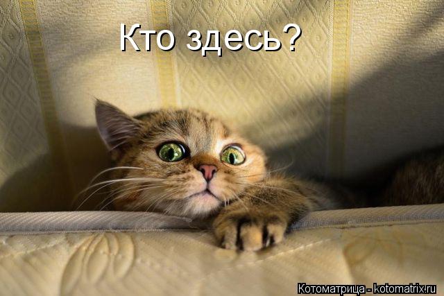 Кто здесь?... Котоматрица: Кто здесь?