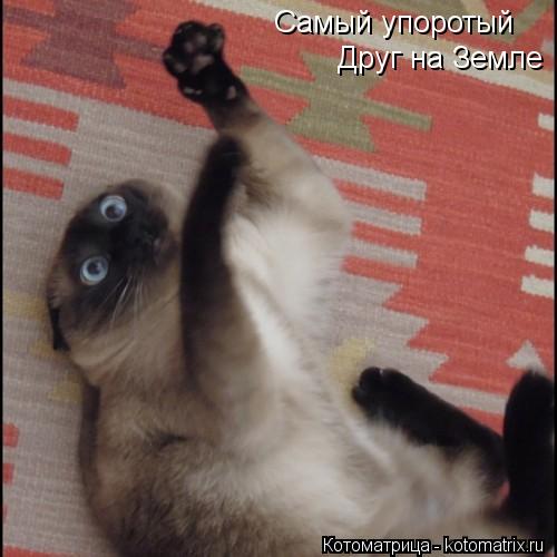 Самый упоротый Друг на Земле... Котоматрица: Самый упоротый Друг на Земле